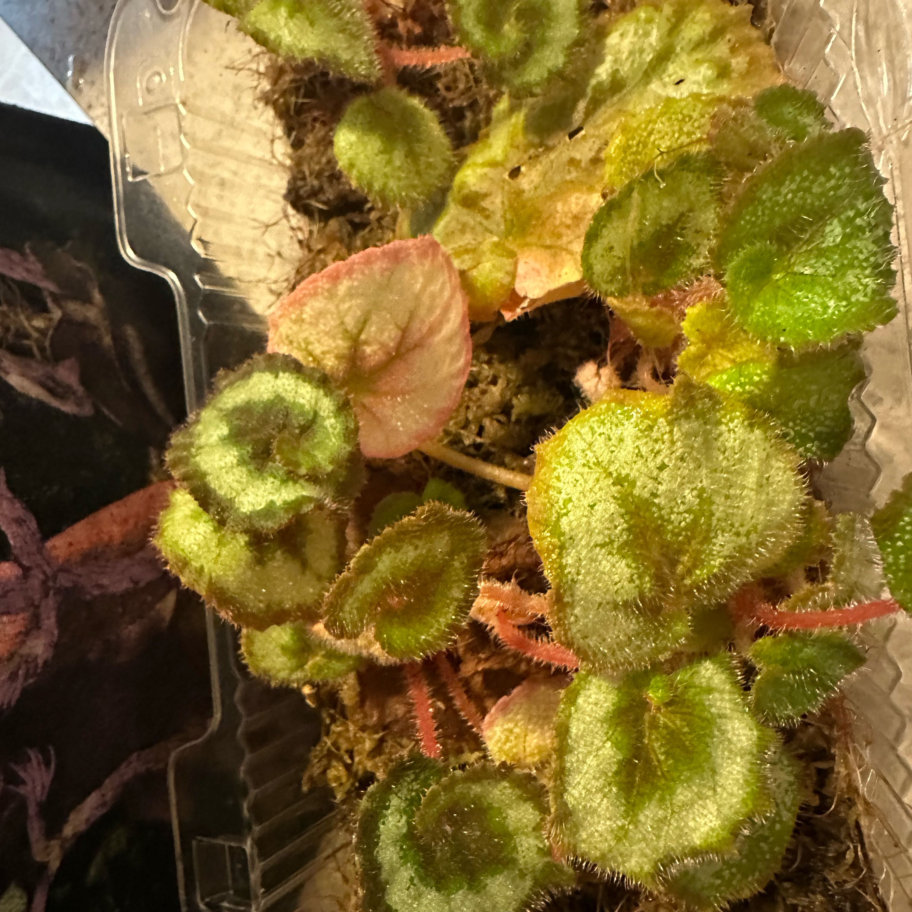 Begonia Rex Escargot