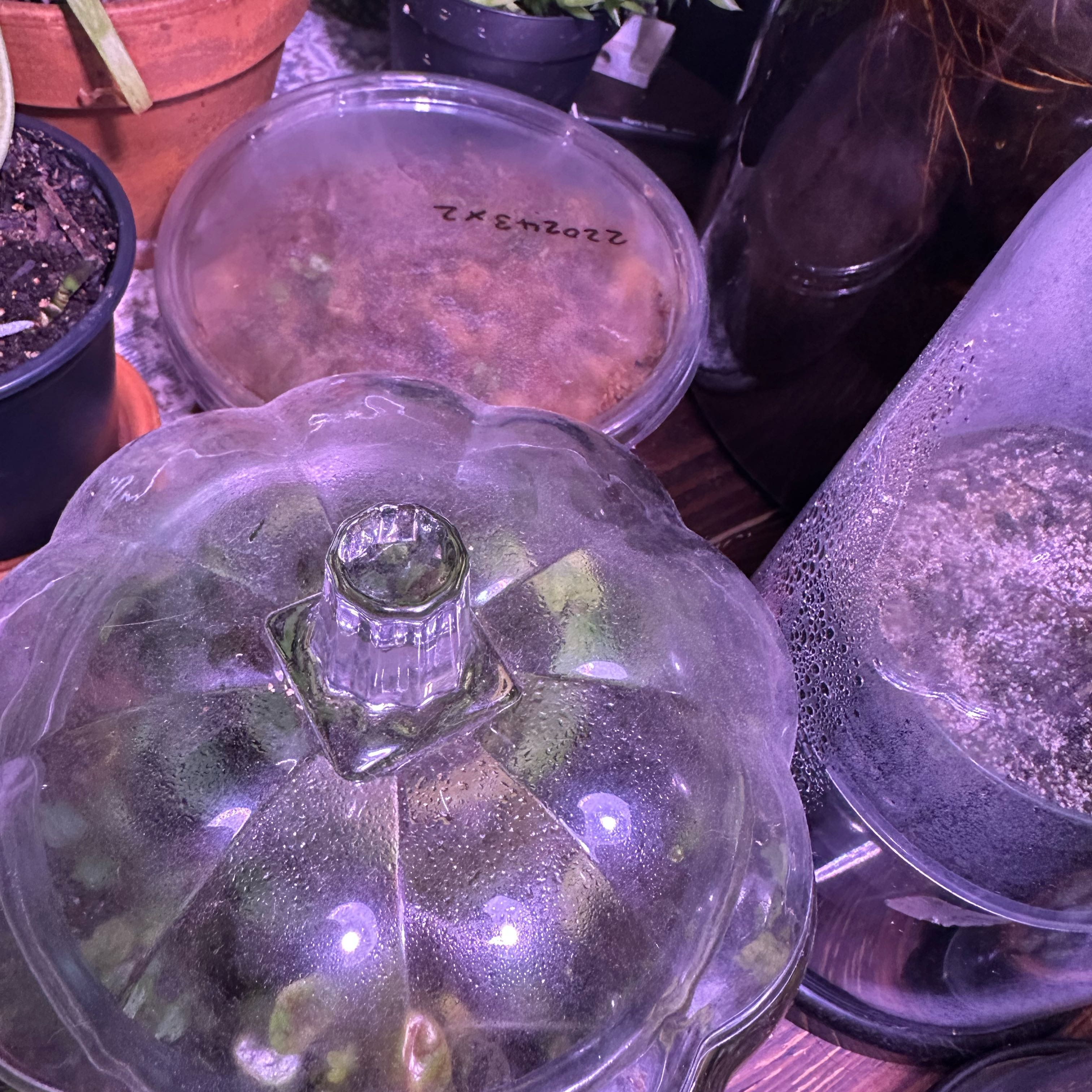Photo of the plant species Assorted by @BogBody named Terrariums on Greg, the plant care app