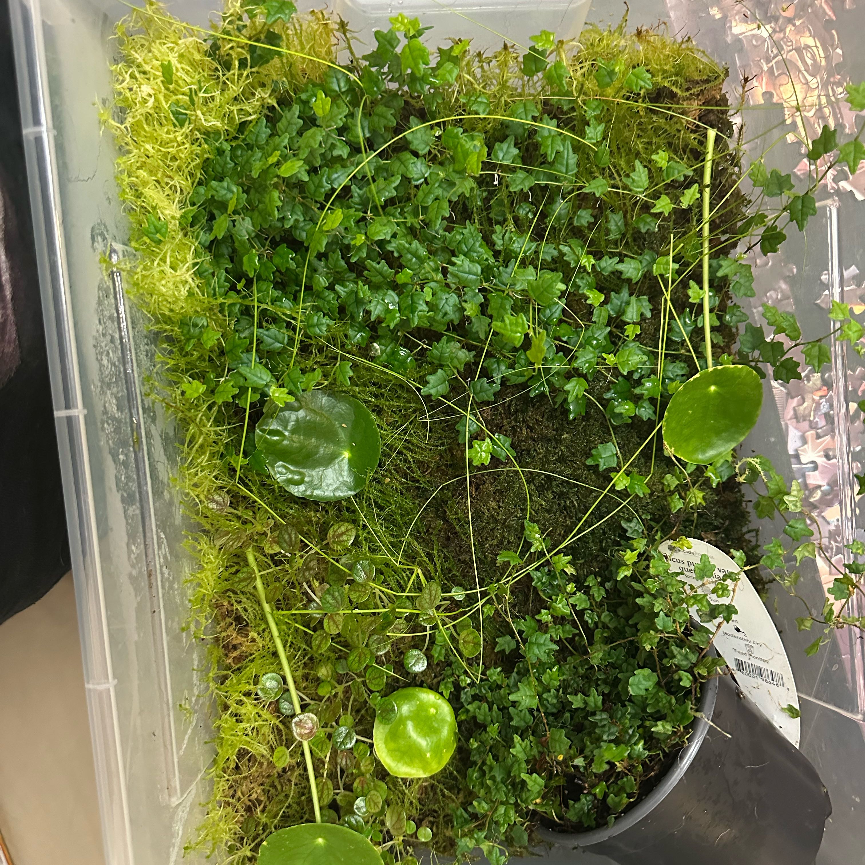 Photo of the plant species Assorted by @BogBody named Propagation Box on Greg, the plant care app
