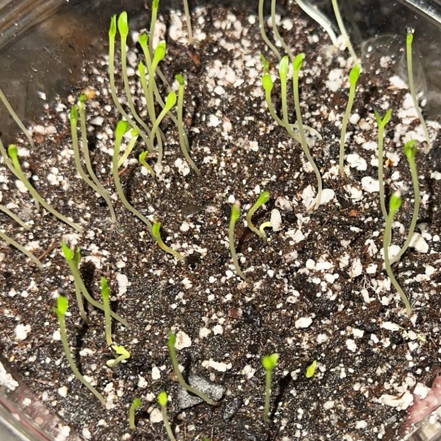 Photo of the plant species Red Dragon Fruit by @BogBody named Dragon on Greg, the plant care app