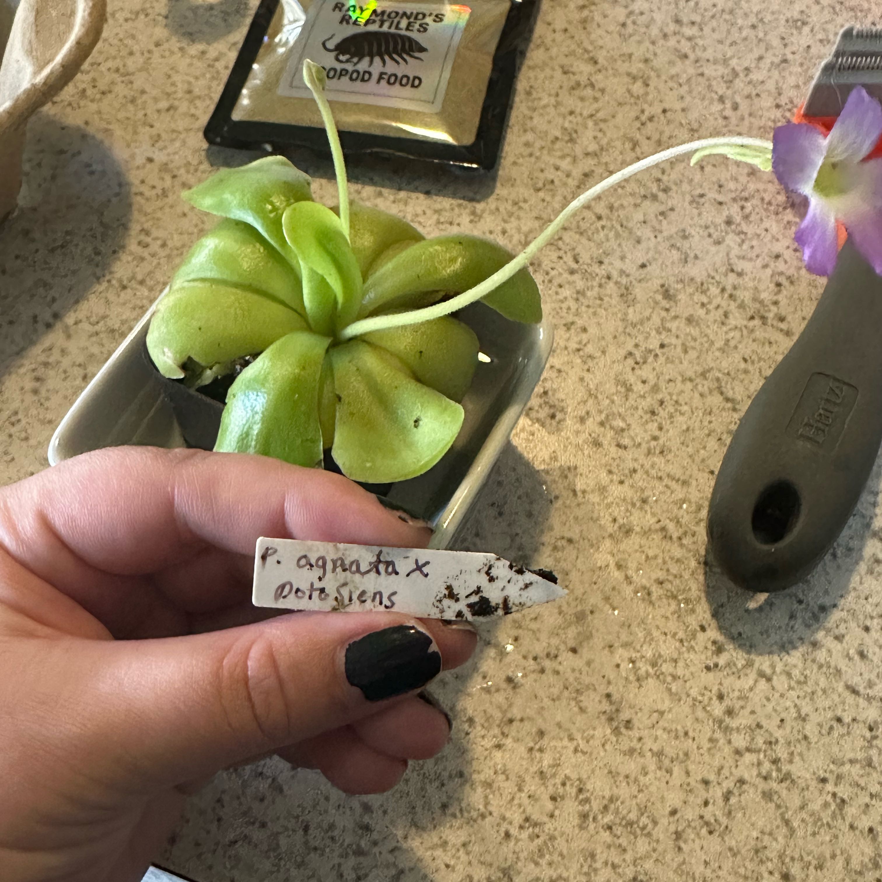 Pinguicula Agnata X Potosiensis