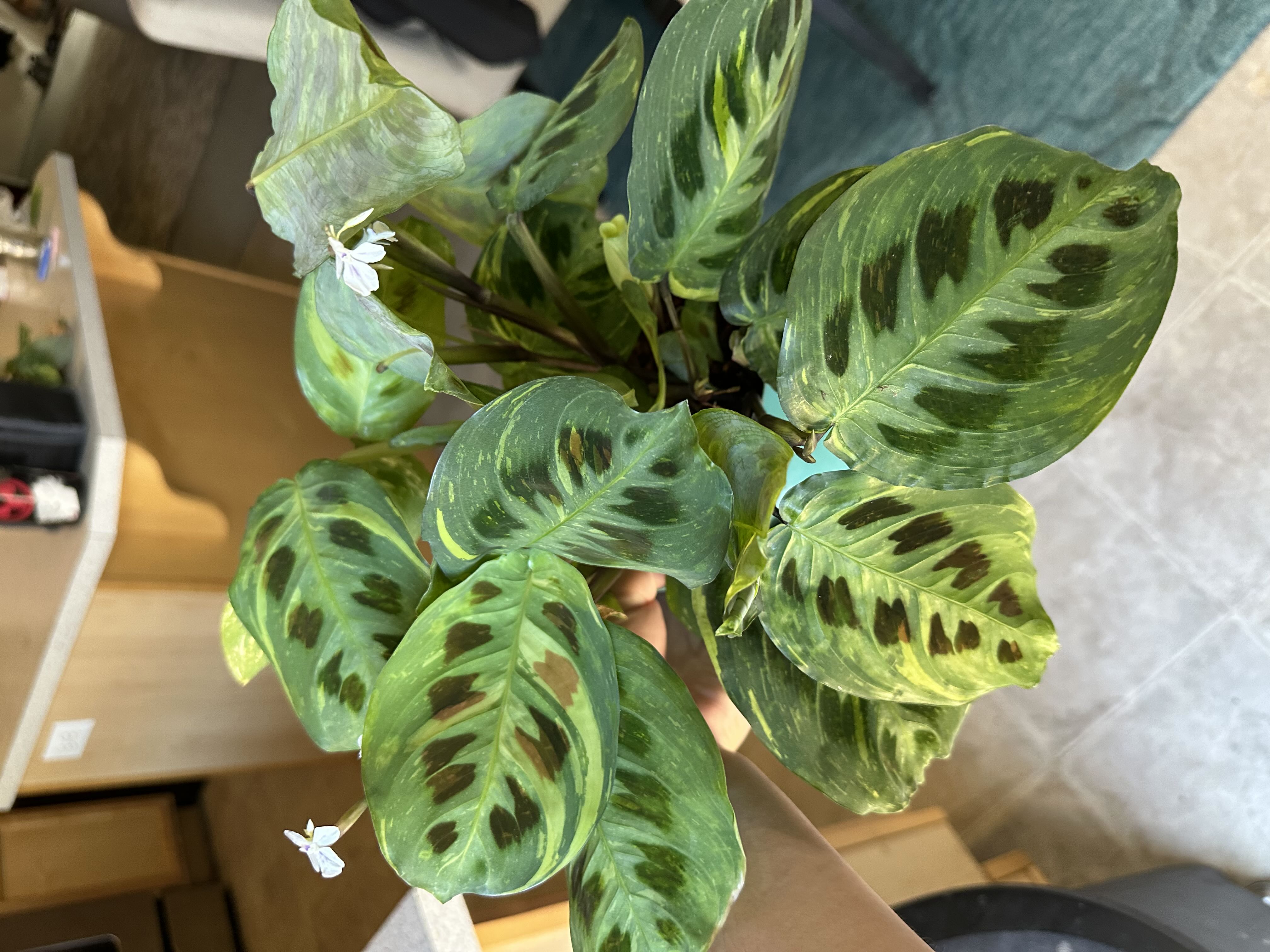 Photo from the post