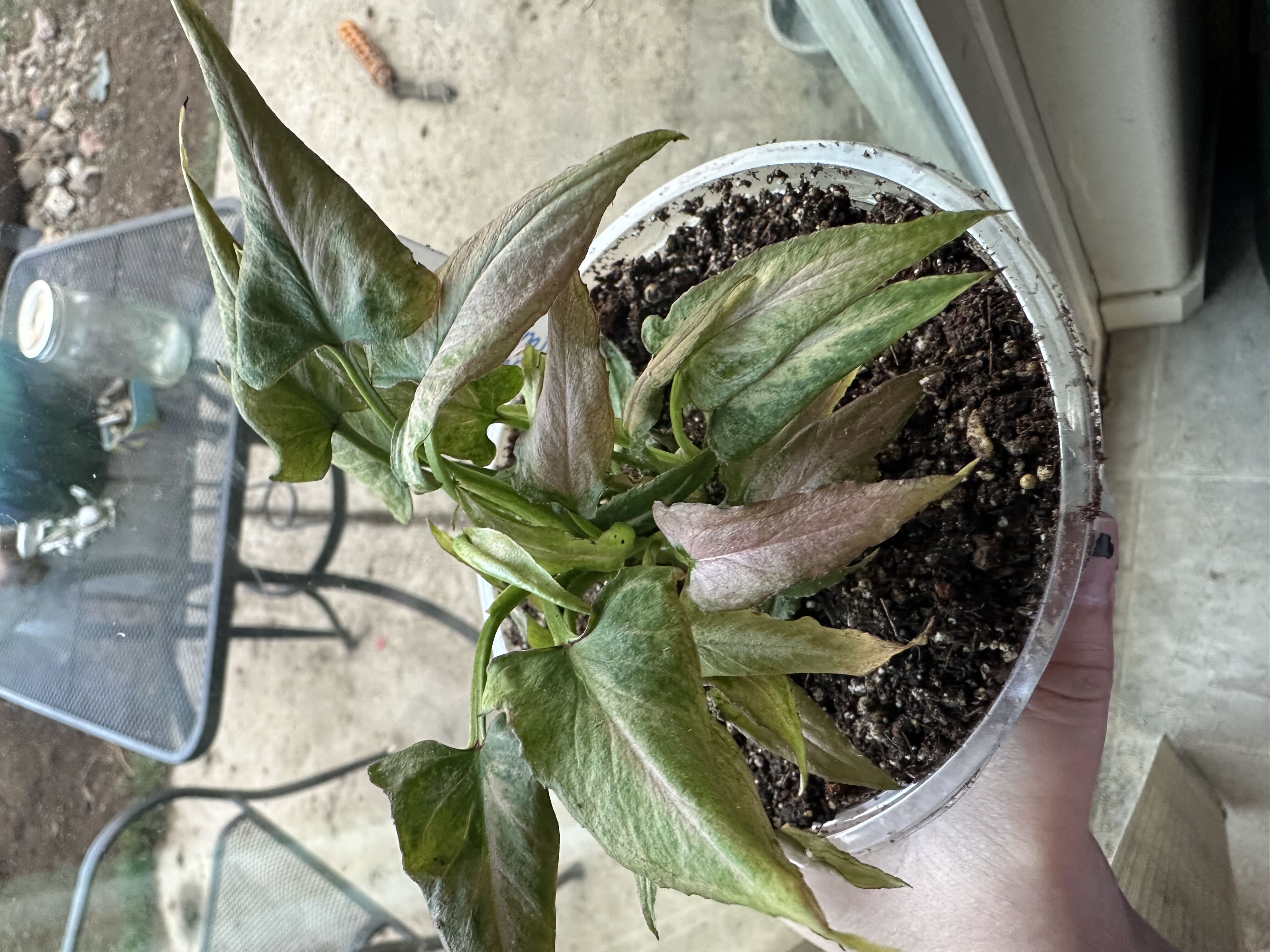 Photo from the post
