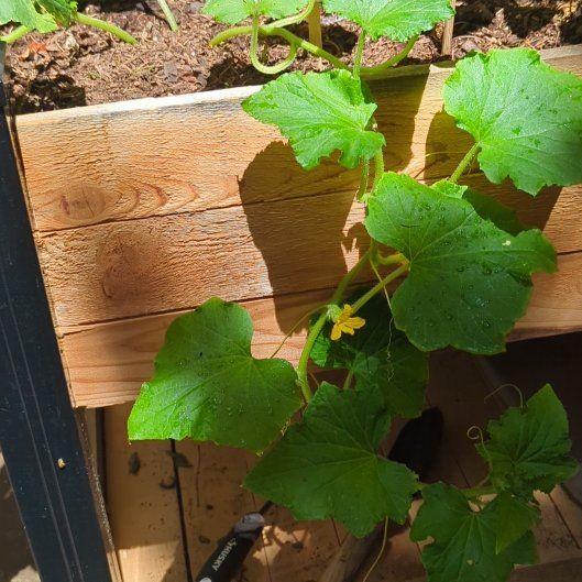 Photo of the plant species Cucumber 'Burpless' by @ZingSquash16 named Gomez on Greg, the plant care app