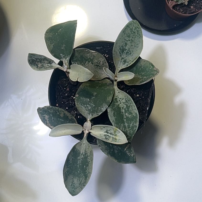 Photo of the plant species Silver Teaspoons by @LeadCandykisses named Leaf Erickson on Greg, the plant care app