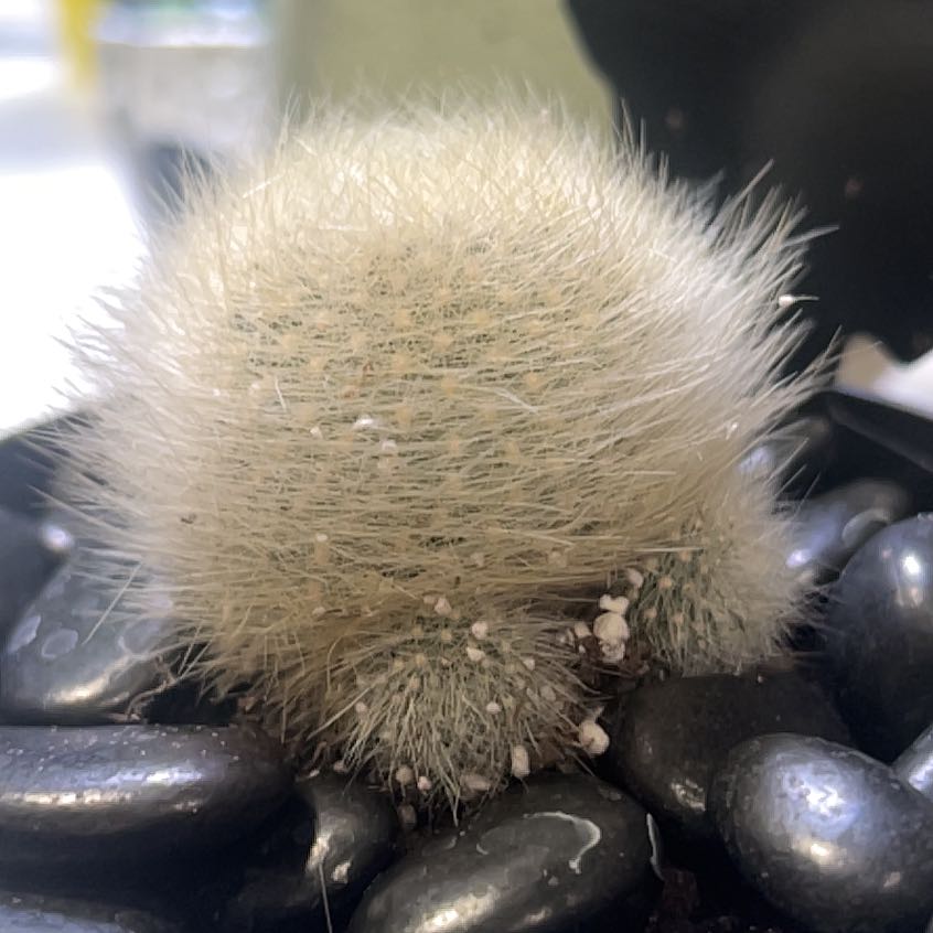 Photo of the plant species Orange Crown Cactus by @LeadCandykisses named Oscar on Greg, the plant care app