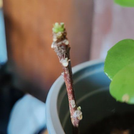 Photo of the plant species Pearl Laceleaf by @SavvyBroom53 named Peter Parker on Greg, the plant care app