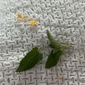 Photo of the plant species Ramgoat Dashalong by @FastJesuitsbark named Sage on Greg, the plant care app