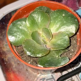 Photo of the plant species Fireglow Spurge by @VitalBabytears named Scarlett on Greg, the plant care app