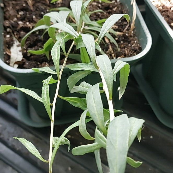 Photo of the plant species Chinese Wolfberry by @DapperCostmary named Mando on Greg, the plant care app