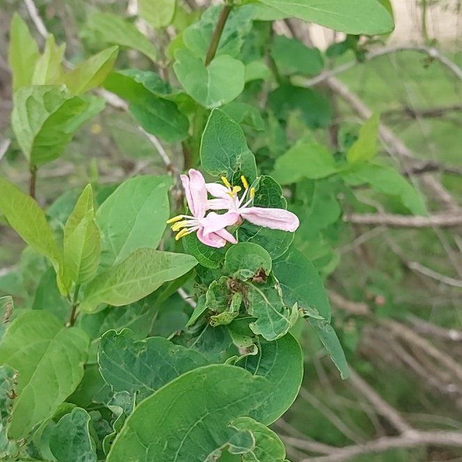 Photo of the plant species Tatarian Honeysuckle by @DapperCostmary named Michelle Branch on Greg, the plant care app