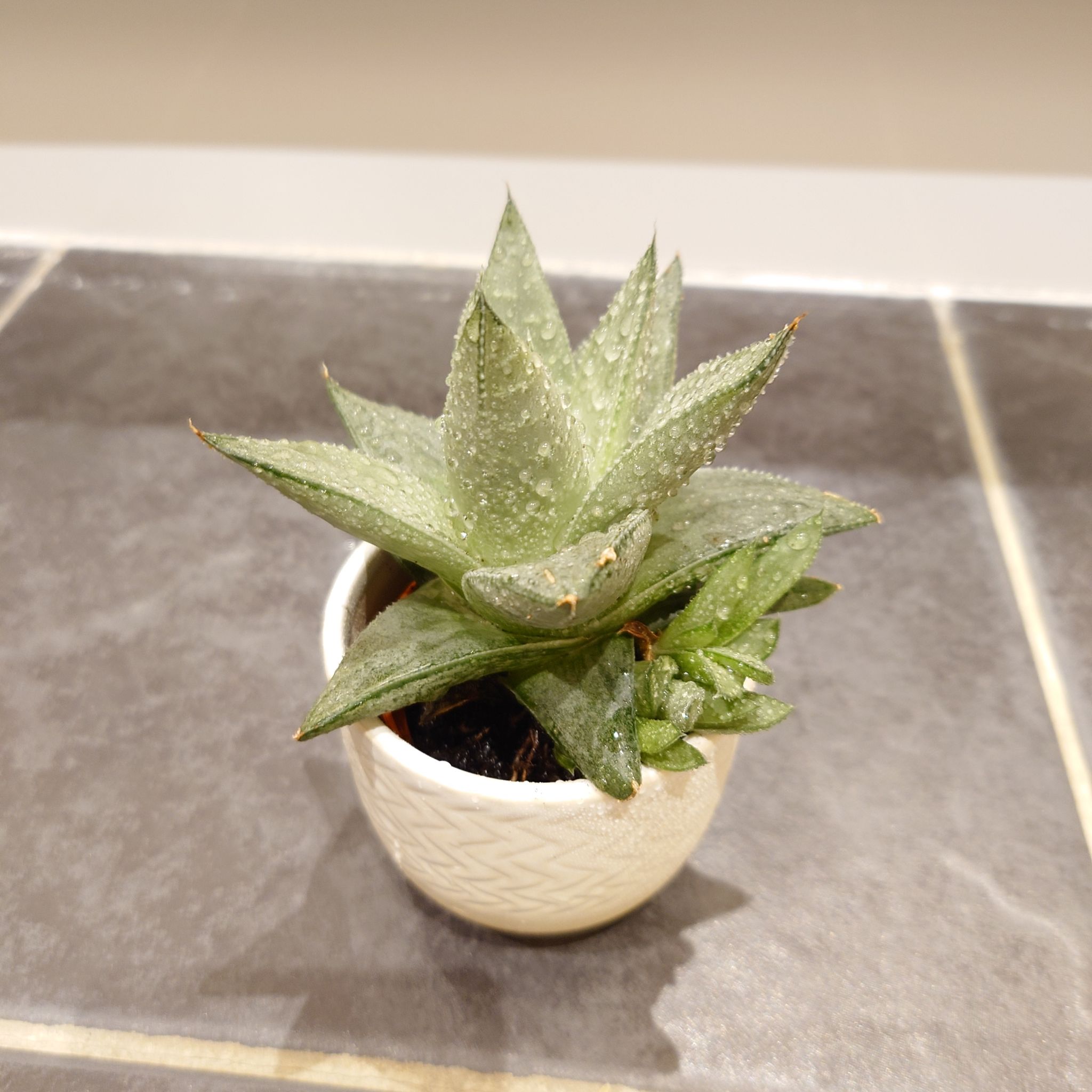 Photo of the plant species Haworthia 'Savanna' by @rymatta named Miley on Greg, the plant care app