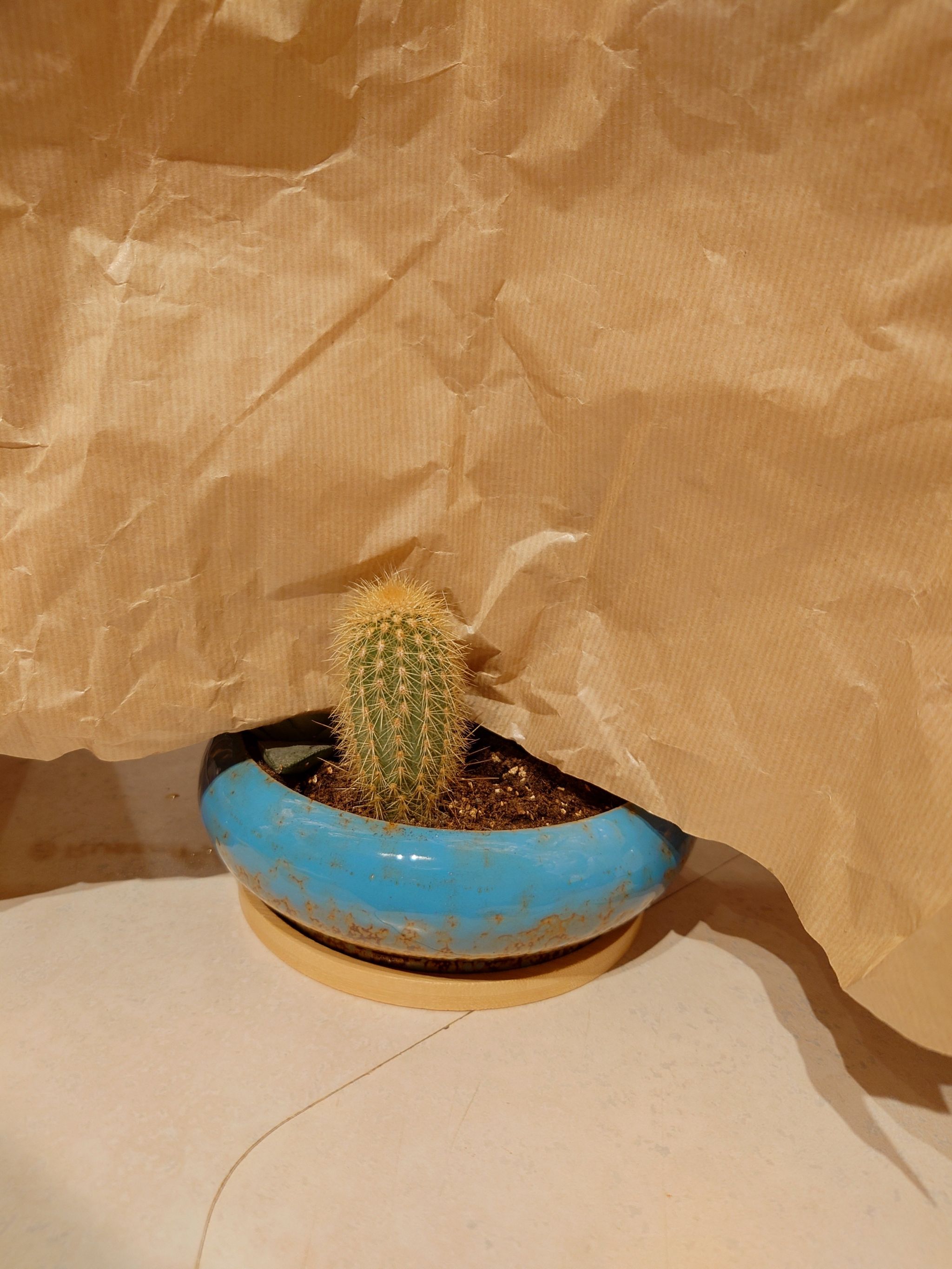 Photo of the plant species Assorted Pilosocereus by @rymatta named Pilosocereus chrysostele on Greg, the plant care app