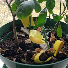 Photo of the plant species Lemon by @PeakRipplejade named Duke on Greg, the plant care app