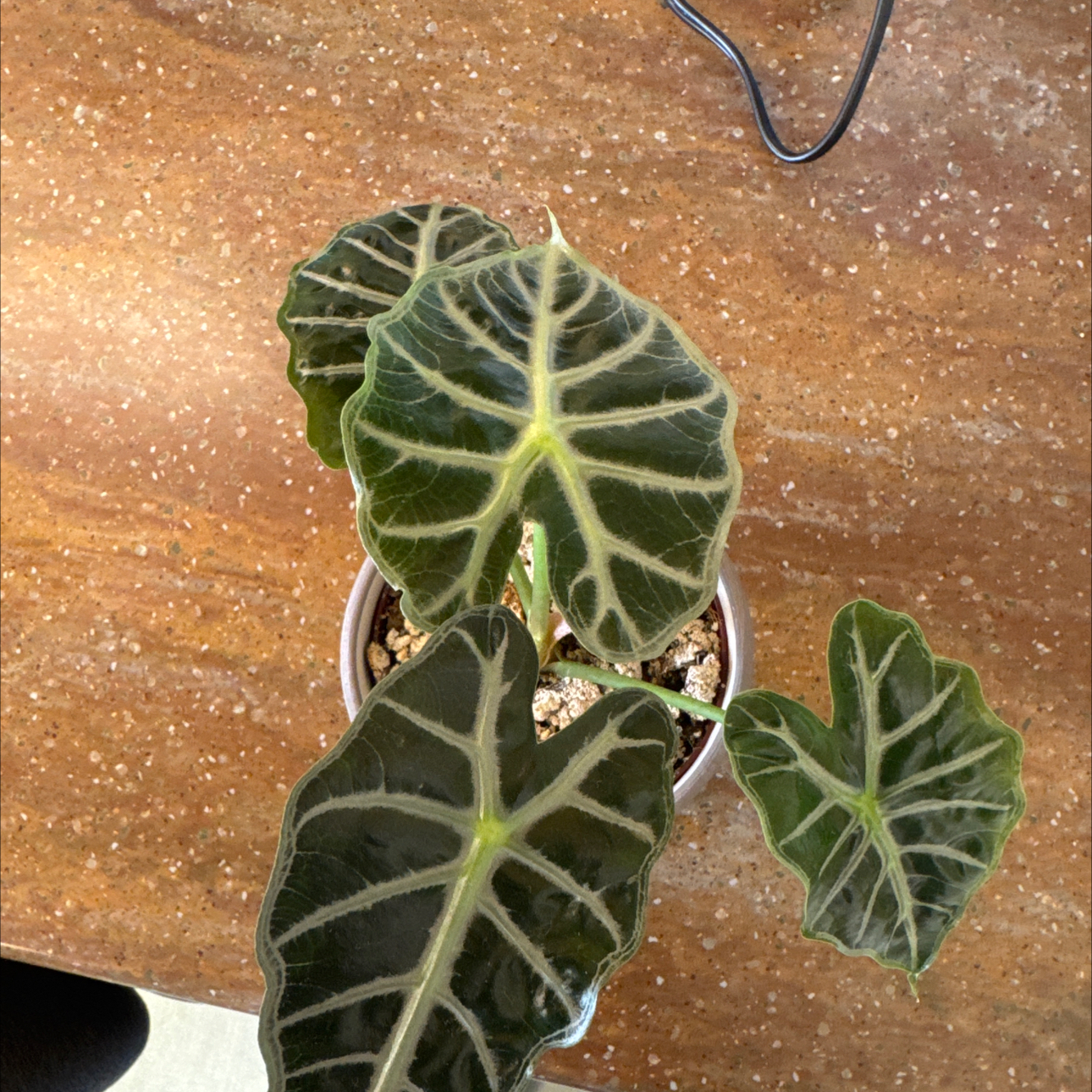 Photo of the plant species bambino arrow plant by @NeatKoreangrass named Gaga on Greg, the plant care app
