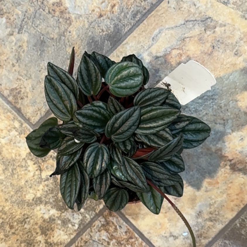 Photo of the plant species Peperomia San Marino by @NeatKoreangrass named Sahara on Greg, the plant care app