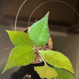 Photo of the plant species Hoya finlaysonii by @NeatKoreangrass named Spike Leaves on Greg, the plant care app