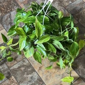 Photo of the plant species Pothos by @NeatKoreangrass named Pax neon queen on Greg, the plant care app