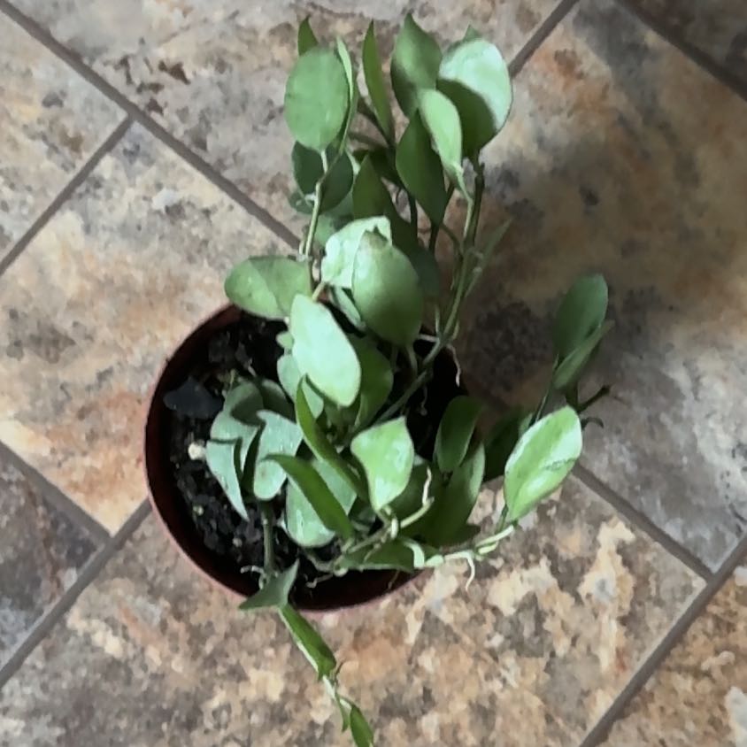 Photo of the plant species Hoya 'Eskimo' by @NeatKoreangrass named Osmo on Greg, the plant care app