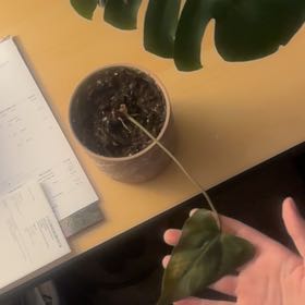 Photo of the plant species Ace of Spades by @ChampMazeplant named Ace on Greg, the plant care app