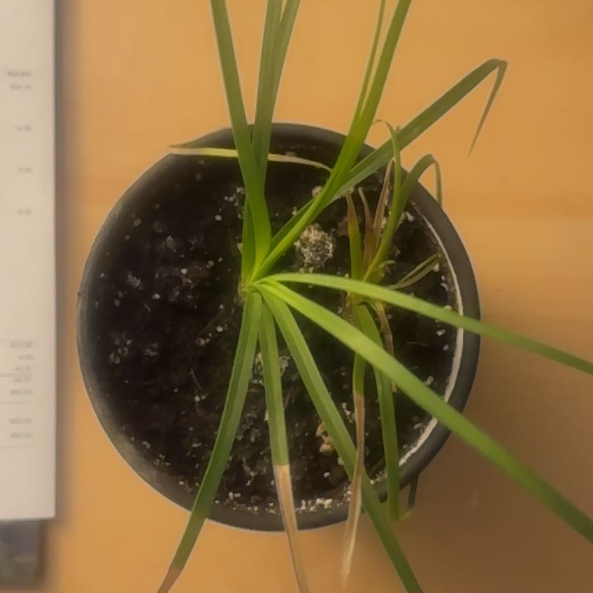 Photo of the plant species poneytail palm by @ChampMazeplant named Patrick and David on Greg, the plant care app
