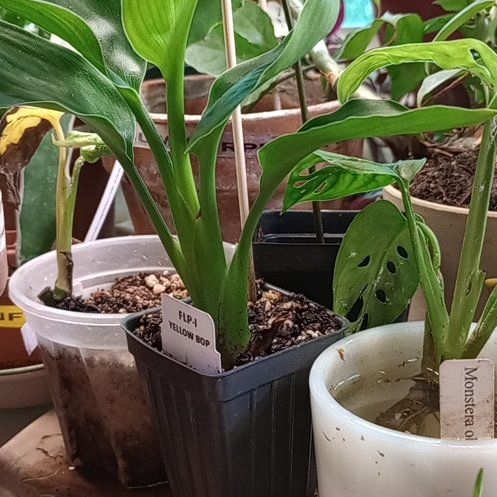 Plant care for Bird of Paradise on Greg, the plant care app