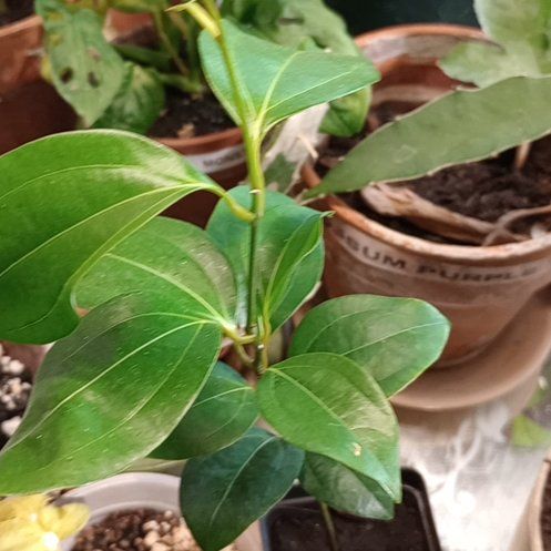 Photo of the plant species Cinnamon Tree by @samalamah named Cindy on Greg, the plant care app