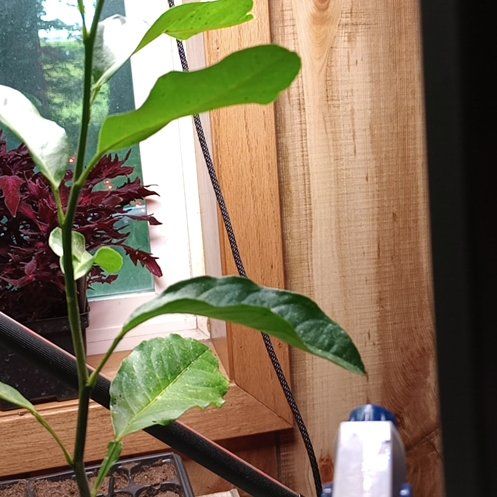 Photo of the plant species Ponderosa Lemon by @samalamah named Lemmy on Greg, the plant care app