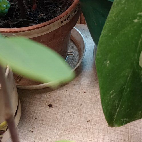 Photo of the plant species Saucer Magnolia 'Fukuju' by @samalamah named Bella on Greg, the plant care app