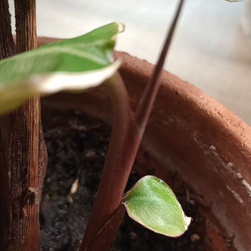 Plant care for Bahieae on Greg, the plant care app