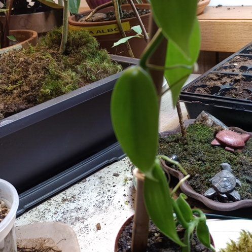 Photo of the plant species Vanilla by @samalamah named Oscar on Greg, the plant care app
