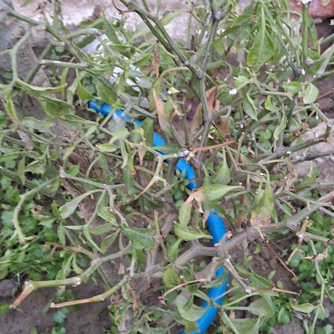Photo of the plant species chilli by @HotCodiaeum73 named Anne on Greg, the plant care app