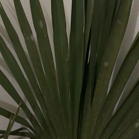 Photo of the plant species Dwarf Palmetto by @ChiefCattleya named Serena & Venus on Greg, the plant care app