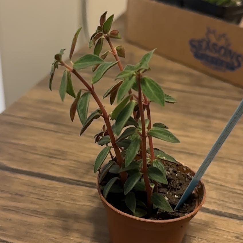 Photo of the plant species Peperomia rubella by @Lexiopdenaker named Kendall on Greg, the plant care app