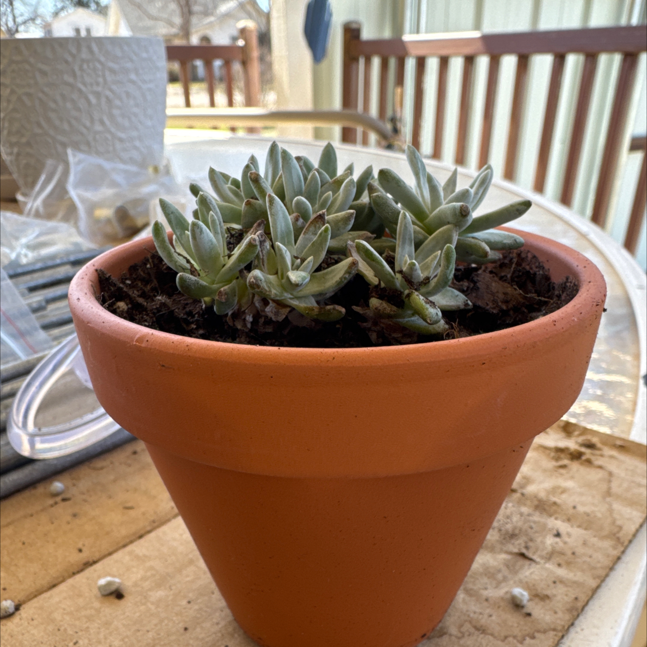 Photo of the plant species White Sprite Dudleya by @Magichands88 named Madonna on Greg, the plant care app
