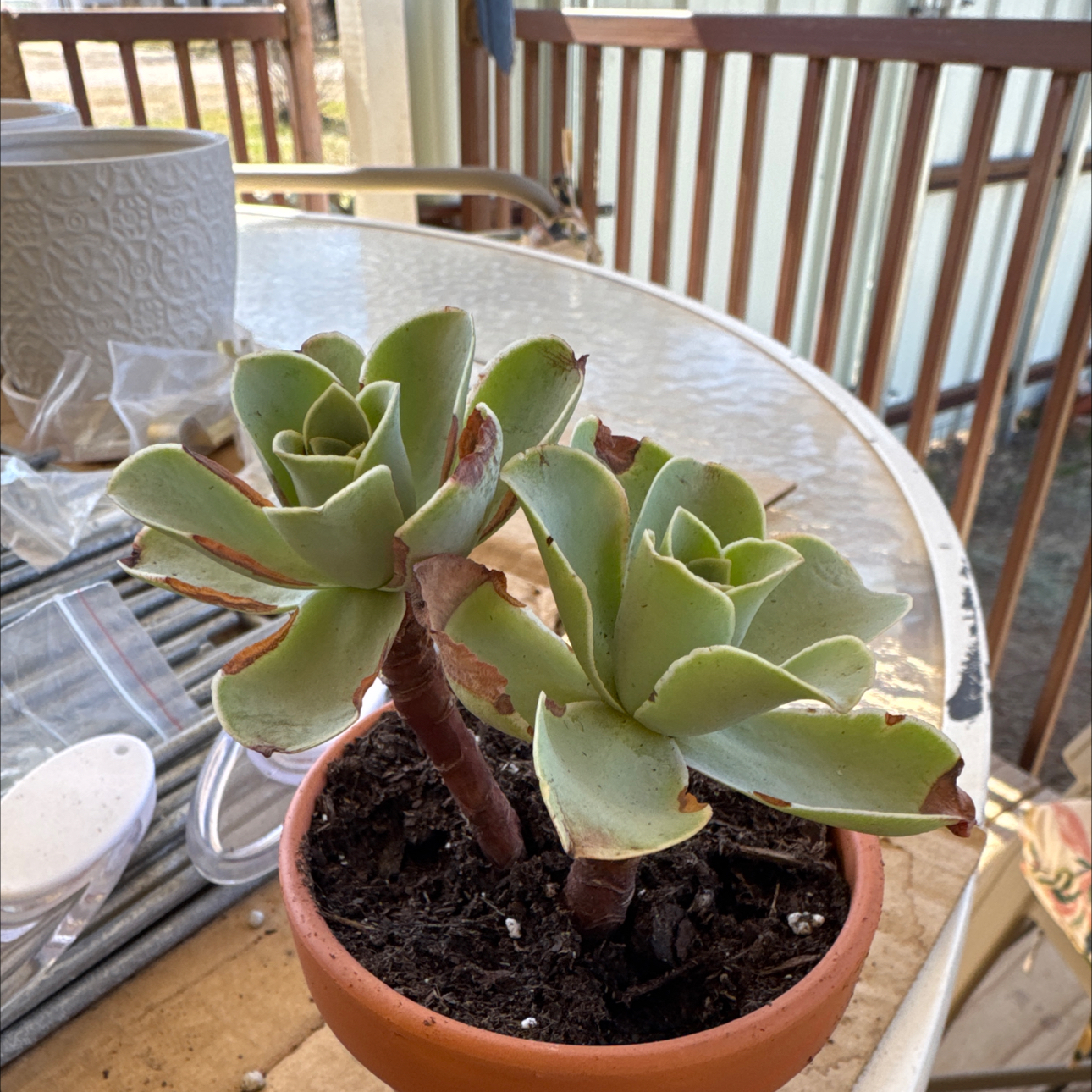 Photo of the plant species Pink El Hierro by @Magichands88 named Rosa on Greg, the plant care app