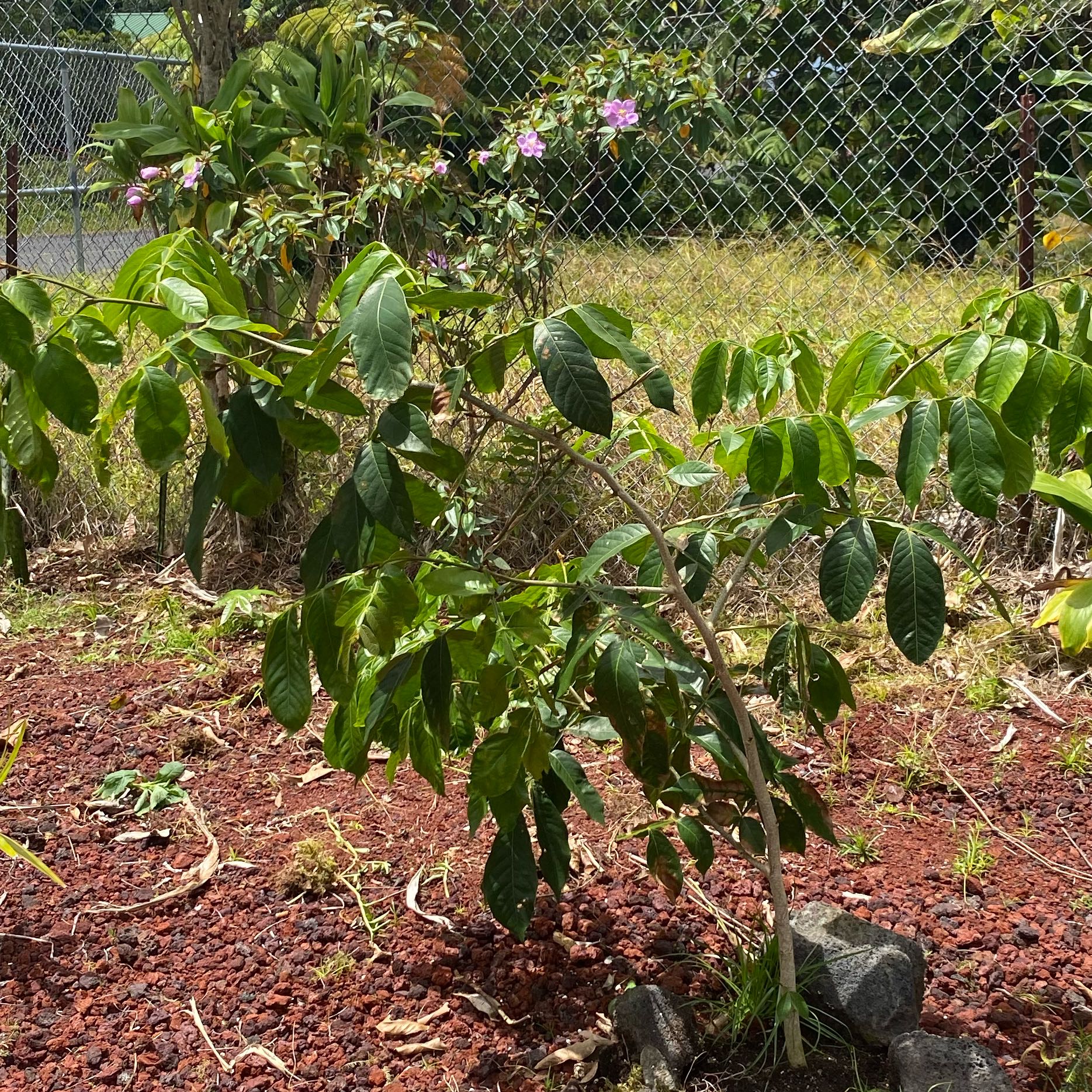 Photo of the plant species Ice Cream Bean by @HeadGopherplant named Darwin on Greg, the plant care app