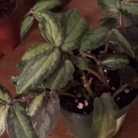 Photo of the plant species Pellonia Repens by @Pictozaplants named Tolkien on Greg, the plant care app