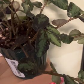 Photo of the plant species Pellonia Repens by @Pictozaplants named Michelle Branch on Greg, the plant care app