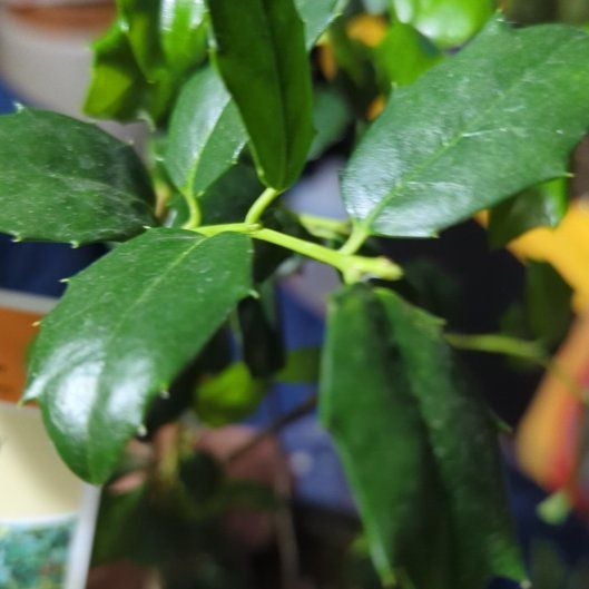 Plant care for American Holly 'Shannon' on Greg, the plant care app