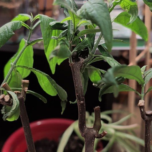 Photo of the plant species Shrimp Plant by @TitanicQuince named Bella on Greg, the plant care app