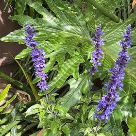Photo of the plant species Blue Ginger by @SportySugarvine named Sonora on Greg, the plant care app