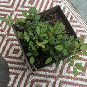 Photo of the plant species Small-Leaved Sweet Briar by @CleanPersianivy named Spike Leaves on Greg, the plant care app