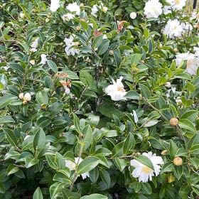 Photo of the plant species Barbados Gooseberry by @GuruFicusdecora named Homer on Greg, the plant care app