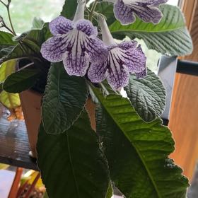 Photo of the plant species Streptocarpus 'Mia' by @PeppyRoyalflush named Plato on Greg, the plant care app