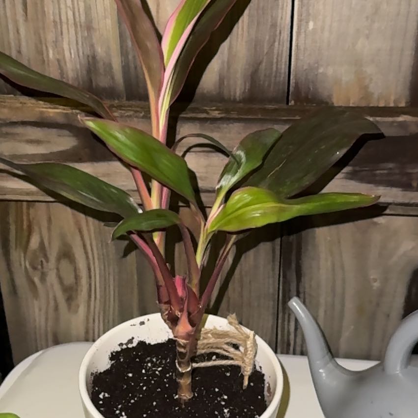 Photo of the plant species Hawaiian Ti Plant 'Florica' by @ZestySmokebush named Gomez on Greg, the plant care app