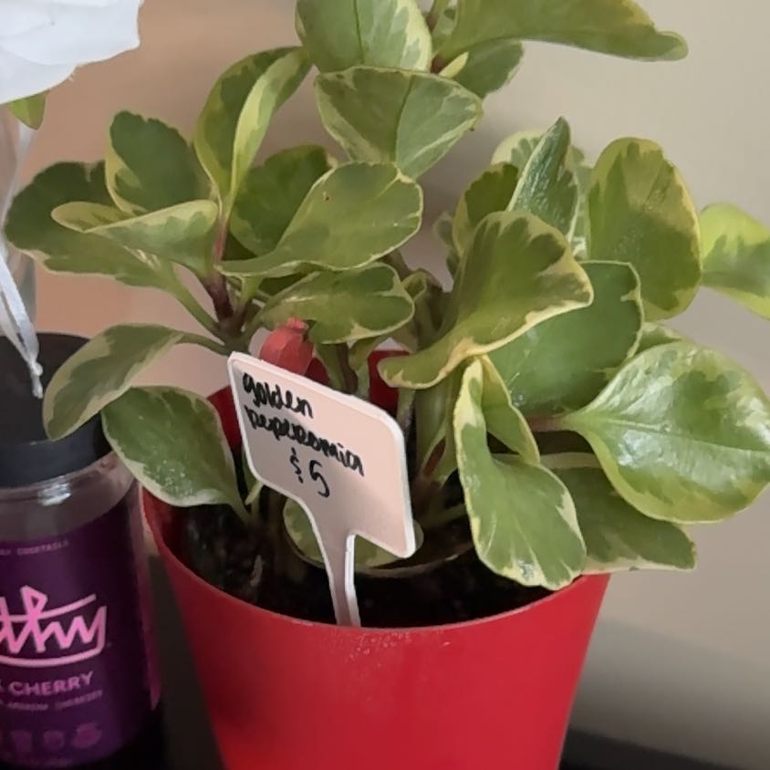 Photo of the plant species Golden Peperomia by @FunnyWelshpoppy named Walt on Greg, the plant care app