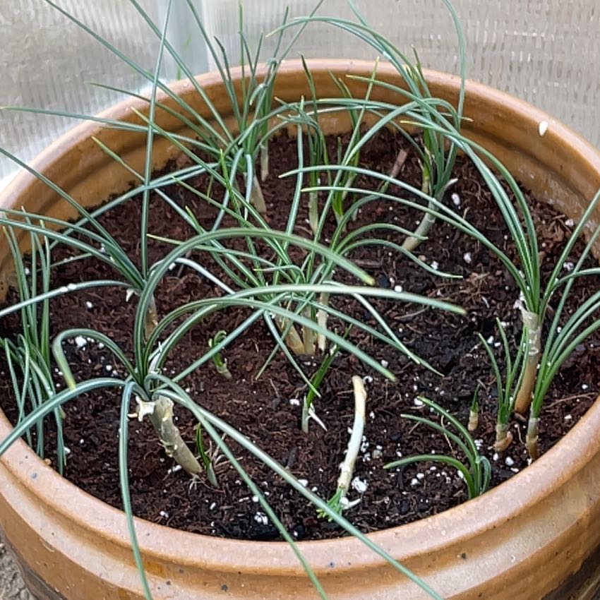 Photo of the plant species saffron crocus by @AdeptGingerpine named Walt on Greg, the plant care app