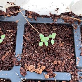 Photo of the plant species Ground Cherry by @AdeptGingerpine named Anne on Greg, the plant care app