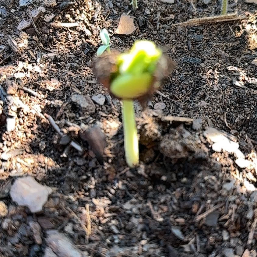 Photo of the plant species Mayapple by @DollSnowqueen94 named Gregarious on Greg, the plant care app